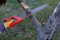 A child saws a branch in the garden with a garden saw
