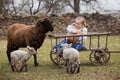 Child and sheeps