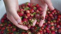 Child shows to the camera strawberries in his hands and put it back to water