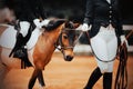 A child is sitting astride a saddle on a piebald pony, which is led by a horse breeder at equestrian competitions for a rein.