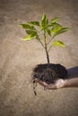 Child with small tree in hands Royalty Free Stock Photo