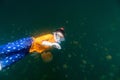 Child snorkeling in Jellyfish Lake Royalty Free Stock Photo