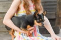 The child spending time with her pet. Little girl with chihuahua dog on the background of a wooden backdrop Royalty Free Stock Photo