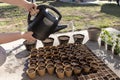 Child sprinkling freshly planted seed pots with a watering can