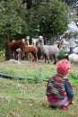 Girl observing a group of llamas Royalty Free Stock Photo