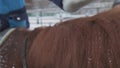 The child strokes the horse while sitting on it. Close-up of a hand.