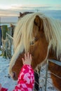 Child Strokes Icelandic Horse Which Stands Right Next To The Ring Road Winter