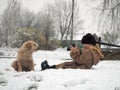 The child takes pictures of the dog