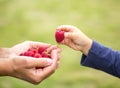 Child taking raspberry Royalty Free Stock Photo