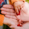 Child taking strawberry from father's hand Royalty Free Stock Photo