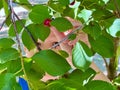 Child tearing cherries in summer sunny day