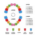 Child teeth dentition anatomy with descriptions. Child jaw parts - central incisor, lateral incisor, cuspid, first molar