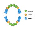 Child teeth dentition anatomy with descriptions. Child upper and lower jaw parts - incisor, canine and molar teeth