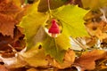 Child thumb with woolen hat peeking through a hole in yellow autumn leaf