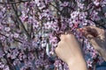 Child ties red and white thread - Martenitsa on blossoming tree branch in garden. Springtime hello spring concept