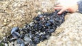 A child touching a clump of tightly packed mussels
