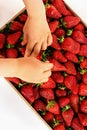 Child touching fresh ripe strawberries on the white background