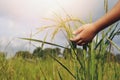 Child touching rice