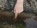 Child touching a sea anemone in a rockpool, Cornwall, England Royalty Free Stock Photo