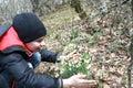 Child touching snowdrops on Bear mountain Royalty Free Stock Photo