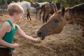 The child treats the horse with apples. A blonde girl feeds a brown horse from her palms. The boy holds out a treat to Royalty Free Stock Photo