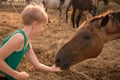 The child treats the horse with apples. A blonde girl feeds a brown horse from her palms. The boy holds out a treat to Royalty Free Stock Photo