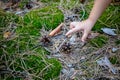 A child tries to take a pine cone from the ground.