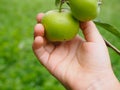 Child trying to remove small green apple from the tree