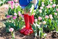 Child In Tulip Flower Field. Windmill In Holland.