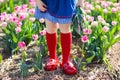 Child in tulip flower field. Windmill in Holland. Royalty Free Stock Photo