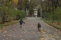 Child walkng with dog outdoor. Big cute greyhound dog walking with baby boy Royalty Free Stock Photo