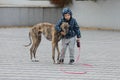 Child walkng with dog outdoor. Big cute greyhound dog walking with baby boy Royalty Free Stock Photo