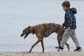 Child walkng with dog outdoor. Big cute greyhound dog walking with baby boy Royalty Free Stock Photo