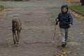 Child walkng with dog outdoor. Big cute greyhound dog walking with baby boy Royalty Free Stock Photo