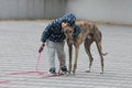 Child walkng with dog outdoor. Big cute greyhound dog walking with baby boy Royalty Free Stock Photo