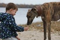 Child walkng with dog outdoor. Big cute greyhound dog walking with baby boy Royalty Free Stock Photo