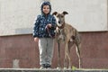 Child walkng with dog outdoor. Big cute greyhound dog walking with baby boy Royalty Free Stock Photo