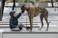 Child walkng with dog outdoor. Big cute greyhound dog walking with baby boy Royalty Free Stock Photo