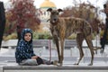 Child walkng with dog outdoor. Big cute greyhound dog walking with baby boy Royalty Free Stock Photo