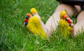 The child was lying on the green grass. Smile with paints on the legs and arms. Child having fun outdoors in the spring Royalty Free Stock Photo