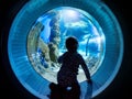 Child watches the sea fish in aquarium