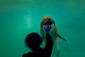 A child is watching a dolphin that is behind the glass of the aquarium Royalty Free Stock Photo