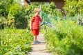 Child watering flowers and plants in garden. Little boy gardening Royalty Free Stock Photo