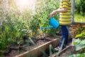 Child watering tomato seedling in the soil in greenhouse