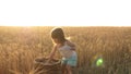 Child with wheat in hand. baby holds the grain on the palm. a small kid is playing grain in a sack in a wheat field