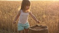 Child with wheat in hand. baby holds the grain on the palm. a small kid is playing grain in a sack in a wheat field