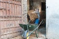 Child fills a barrow with hay Royalty Free Stock Photo