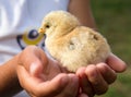 Child holding yellow chick. Royalty Free Stock Photo