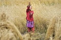 A child who works and gathers grain from the field Royalty Free Stock Photo