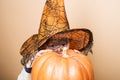 Child in witch hat hiding at halloween pumpkin. Carnival costume. Jack-o-lantern. Trick or treat. Royalty Free Stock Photo